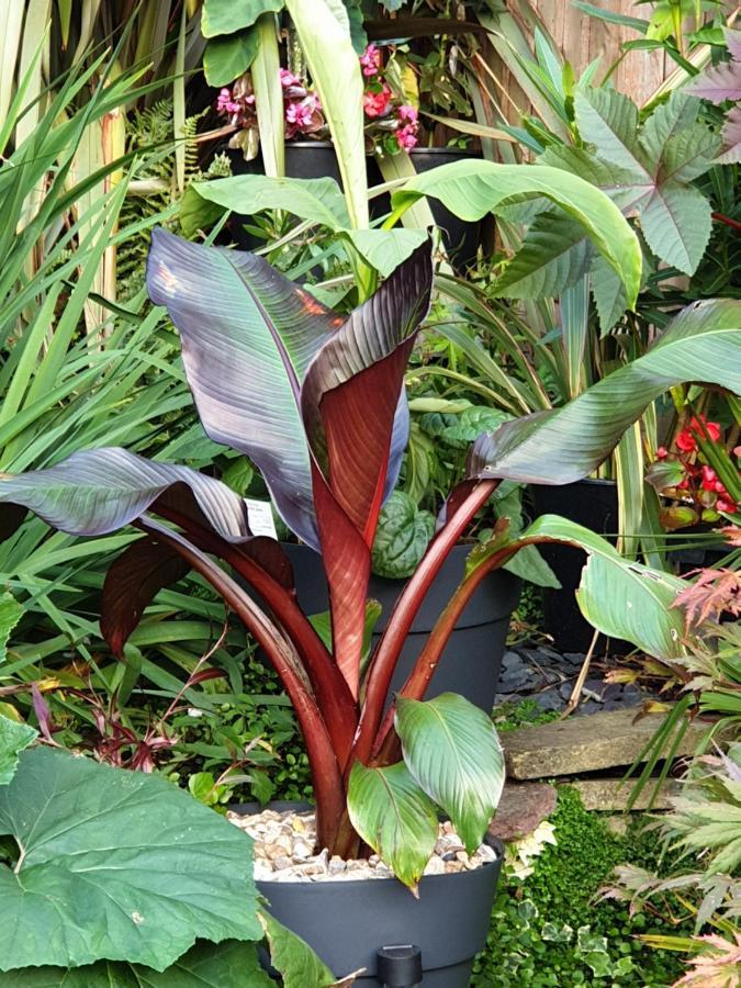 Tropical Garden Oasis Rooms Birmingham Ngoại thất bức ảnh