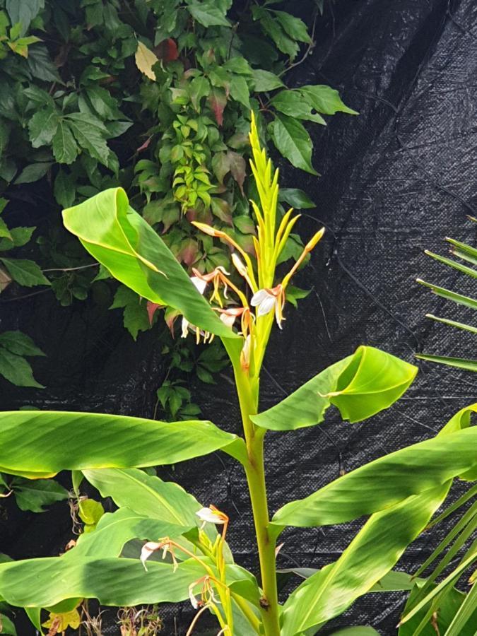 Tropical Garden Oasis Rooms Birmingham Ngoại thất bức ảnh